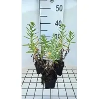 GRDplanten 6 x Aster n.-a. 'Herbstschnee' - Astro autunnale - vaso 9 x 9 cm