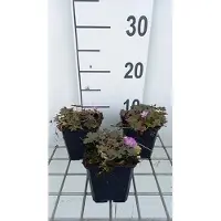 GRDplanten 6 x Geranium hybr. 'Tanya Rendall' - Cranesbill - vaso 9 x 9 cm