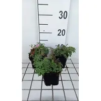 GRDplanten 6 x Geranium sang. 'Ankum's Pride' - Cranesbill - vaso 9 x 9 cm