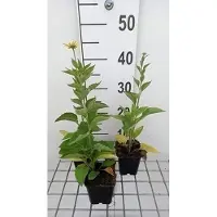 GRDplanten 6 x Rudbeckia subtomentosa - Cavolfiore - Vaso 9 x 9 cm