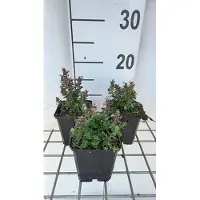 GRDplanten 6 x Teucrium cham. nanum' - Gamander - Vaso 9 x 9 cm