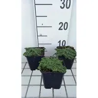 GRDplanten 6 x Thymus praecox 'Minor' - Timo - vaso 9 x 9 cm