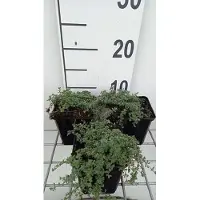 GRDplanten 6 x Thymus praecox 'Pseudolanuginosus' - Timo - vaso 9 x 9 cm