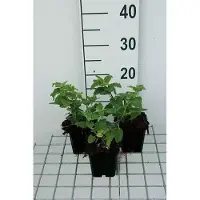 GRDplanten 6 x Teucrium hyrc. 'Paradise delight' - Gamander - Vaso 9 x 9 cm