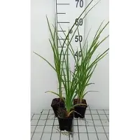 GRDplanten 6 x Kniphofia rooperi - Giglio delle torce - vaso 9 x 9 cm