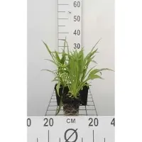 GRDplanten 6 x Scabiosa cauc. 'Alba' - Scabiosa - vaso 9 x 9 cm