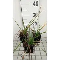 GRDplanten 6 x Kniphofia hybr. 'Tawney King' - Giglio delle torce - vaso 9 x 9 cm