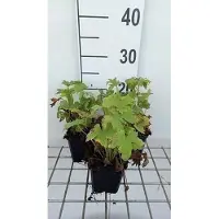 GRDplanten 6 x Delphinium 'M.f.' blu scuro/bianco ape - Delphinium - Vaso 9 x 9 cm