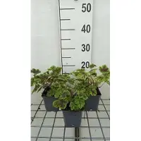 GRDplanten 6 x Heucherella hybr. 'Solar Power' - fiore di schiuma bastarda - vaso 9 x 9 cm