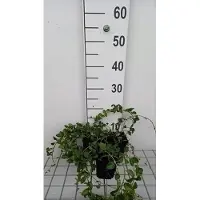 GRDplanten 12 x Vinca minor 'La Grave' ('varietà bowles') - Kleines Immergrün 'La Grave' - Topf 9 cm x 9 cm