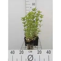 GRDplanten 6 x Lysimachia punctata - Pennywort - vaso 9 x 9 cm