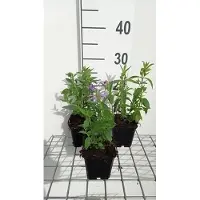 GRDplanten 6 x Pycnanthemum pilosum - Pycnanthemum - Vaso 9 x 9 cm