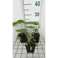 GRDplanten 6 x Lunaria annua 'Albiflora' - Lunaria - vaso 9 x 9 cm