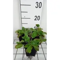 GRDplanten 6 x Eryngium planum - lettiera per uomini - vaso 9 x 9 cm