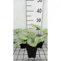 GRDplanten 6 x Brunnera macr. 'Silver Spear' - Vergissmeinnicht caucasica - Topf 9 x 9 cm
