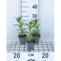 GRDplanten 6 x Phlox (p) 'Europa' - Fiore di fiamma - Vaso 9 x 9 cm