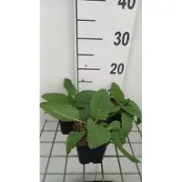 GRDplanten 6 x Salvia prat. 'Swan Lake' - Muschio stellare - vaso 9 x 9 cm