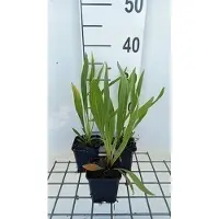 GRDplanten 6 x Echinacea paradoxa - Cavolfiore - vaso 9 x 9 cm