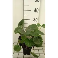 GRDplanten 6 x Brunnera sibirica - Nontiscordardime del Caucaso - vaso 9 x 9 cm