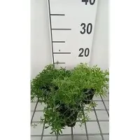 GRDplanten 6 x Galium verum - Galium - vaso 9 x 9 cm