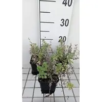 GRDplanten 6 x Nepeta faas. 'Alba' - Erba gatta - vaso 9 x 9 cm