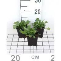 GRDplanten 6 x Leucanthemum vulgare 'May Queen' - Marguerite - vaso 9 x 9 cm