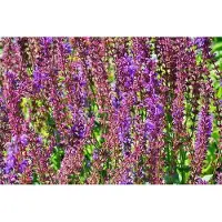 GRDplanten 6 x Salvia sylv. 'Dear Anja' - Muschio stellato - vaso 9 x 9 cm