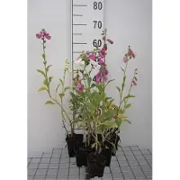 GRDplanten 6 x Digitalis purp. gloxiniiflora' - Garofano - Vaso 9 x 9 cm