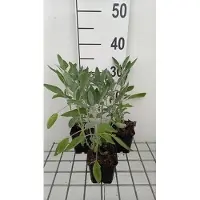 GRDplanten 6 x Salvia off. 'Albiflora' - Muschio a stella - vaso 9 x 9 cm