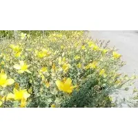 GRDplanten 6 x Hypericum olymp. citrinum' - Erba di San Giovanni - Vaso 9 x 9 cm
