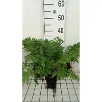 GRDplanten 6 x Dryopteris carthusiana - Felce vermiforme spinosa - Vaso 9 x 9 cm