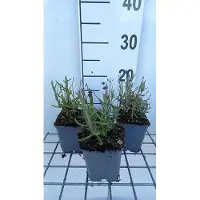 GRDplanten 6 x Lavandula ang. super blue' - Lavanda - Vaso 9 x 9 cm