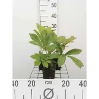GRDplanten 6 x Rodgersia pinnata - Foglia di stelle - vaso 9 x 9 cm