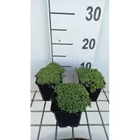 GRDplanten 6 x Sedum hispanicum ('Glaucum') - foglia grassa - vaso 9 x 9 cm