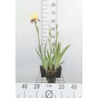 GRDplanten 6 x Iris (germ.) 'Nibelungen' - Iris - vaso 9 x 9 cm