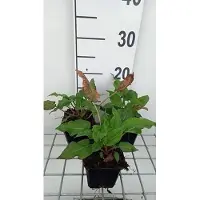 GRDplanten 6 x Persicaria ampl. 'Blackfield' - Nodo delle candele - vaso 9 x 9 cm