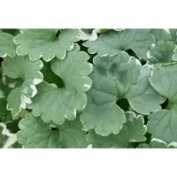 GRDplanten 6 x Glechoma hed. 'Variegata' - Gundermann - Vaso 9 x 9 cm