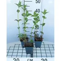 GRDplanten 6 x Monarda hybr. 'Cambridge Scarlet' - Ortica indiana - vaso 9 x 9 cm
