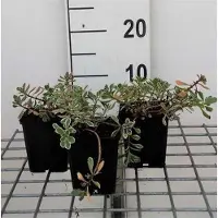 GRDplanten 6 x Sedum spur. variegatum' - Foglia grassa - Vaso 9 x 9 cm