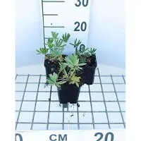 GRDplanten 6 x Lupinus hybr. 'Gallery Yellow' - Lupino - vaso 9 x 9 cm x 9 cm