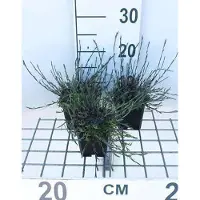 GRDplanten 6 x Dianthus delt. 'Splendens' - Garofano - Vaso 9 x 9 cm