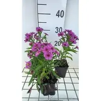 GRDplanten 6 x Aster dum. starlight' - Astro autunnale - Vaso 9 x 9 cm