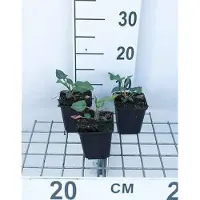 GRDplanten 6 x Persicaria ampl. 'Amethyst Summer' - Nodo delle candele - vaso 9 x 9 cm