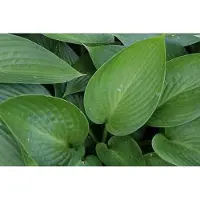 GRDplanten 6 x Hosta hybr. 'Devon Green' - Hosta - vaso 9 x 9 cm