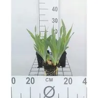 GRDplanten 6 x Iris (pum.) 'Blue denim' - Schwertlilie - Topf 9 x 9 cm