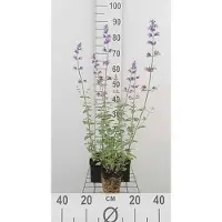 GRDplanten 6 x Nepeta faas. 'Walker's Low' - Erba gatta - vaso 9 x 9 cm