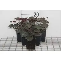 GRDplanten 6 x Heuchera mic. 'Palace Purple' - Campanula viola - vaso 9 x 9 cm