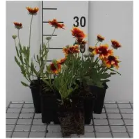 GRDplanten 6 x Gaillardia hybr. 'Bremen' - fiore di Cocarden - vaso 9 x 9 cm
