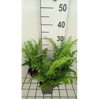 GRDplanten 6 x Polystichum munitum - Felce spada americana occidentale - vaso 9 x 9 cm