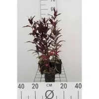 GRDplanten 6 x Lychnis arkw. 'Vesuvius' - Campioncino - vaso 9 x 9 cm